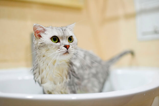 Как правильно помыть кошку? Если в твоем доме есть кот, тебе просто необходимо это прочесть!