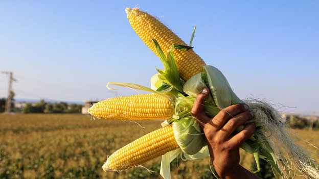 Кукуруза: польза и вред для организма человека