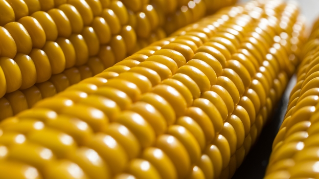 Кукуруза: польза и вред для организма человека
