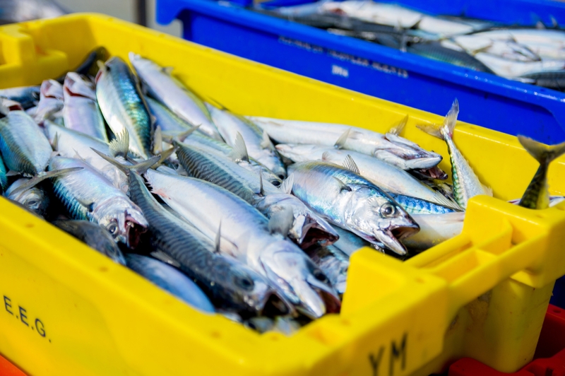 Польза рыбьего жира: 12 причин начать его принимать