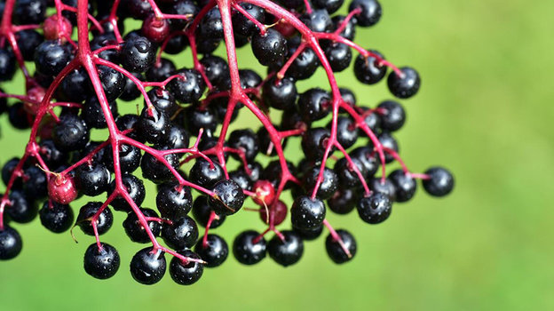 5 ягод, которые опасны для жизни и здоровья человека