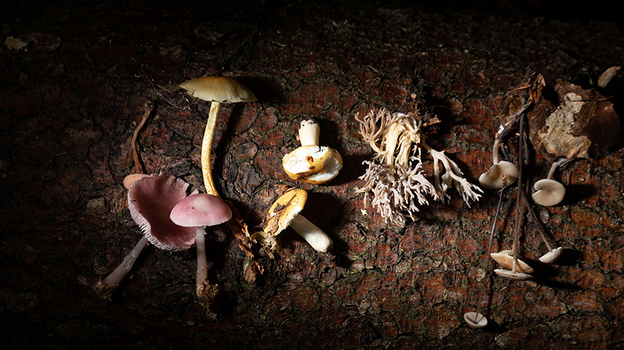 Эксперт раскрыл секреты правильного приготовления грибов