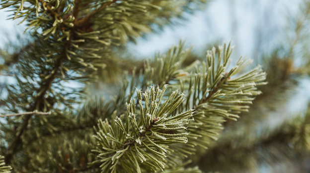Как сохранить свежесть и красоту живой новогодней елки как можно дольше