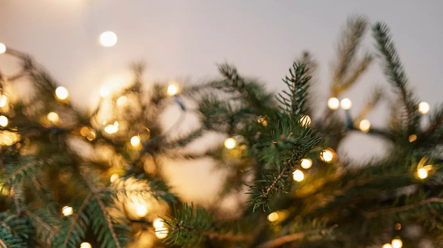 Как выбрать хорошую искусственную новогоднюю елку? Отвечают эксперты
