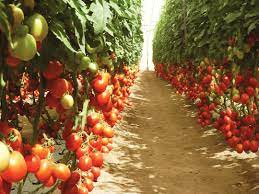 Выращивание помидоров в теплице как бизнес в 2022 году