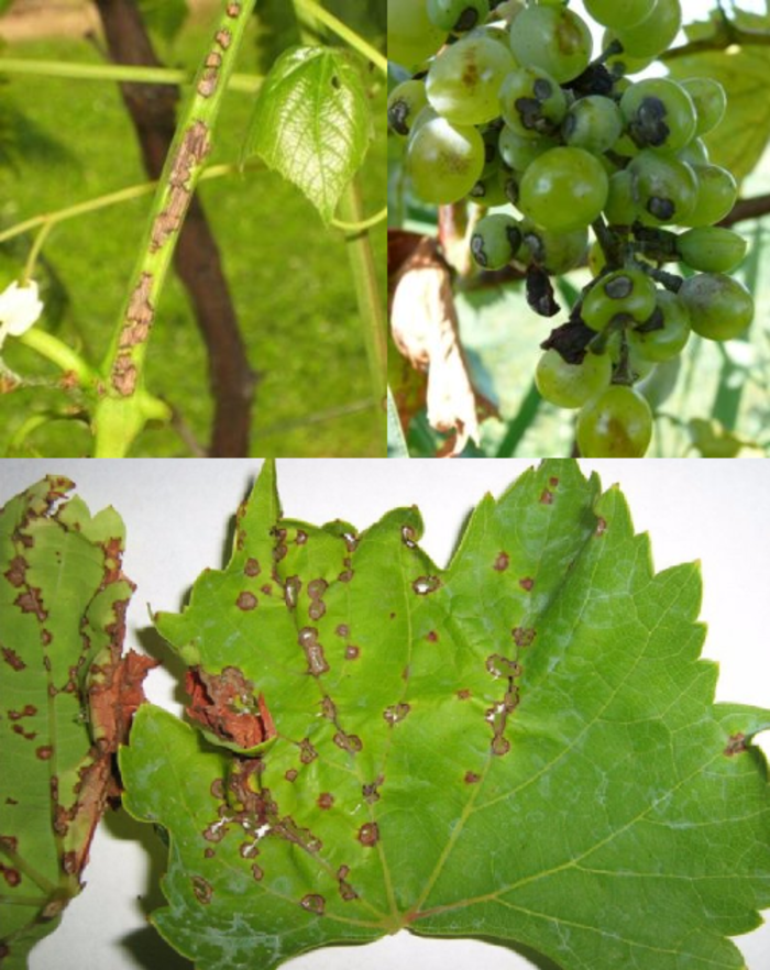 Какие болезни винограда. Винограда милдью антракноз. Винограда мильдью антракноз. Антракноз листьев винограда. Антракноз виноградного листа.
