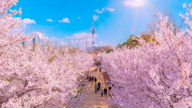 Отпуск-2023: путешествие в Южную Корею на сезон цветения вишни