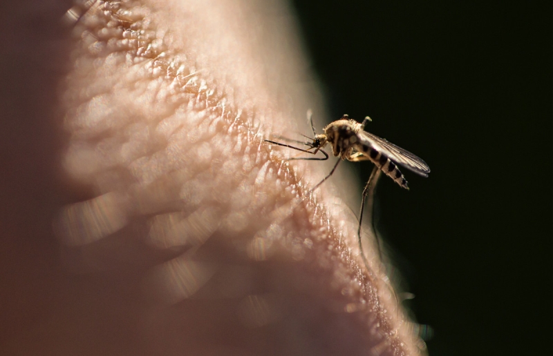 Как избавиться от укуса комара и чем лечить зуд. Советы врача
