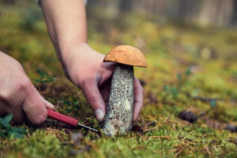 Ягоды и грибы: где и как правильно собирать. Советы эксперта
