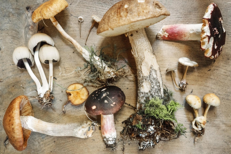 Ягоды и грибы: где и как правильно собирать. Советы эксперта