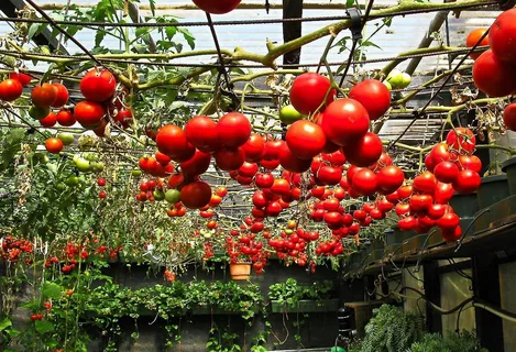 Семена томатов для открытого грунта: виды, посадка и уход