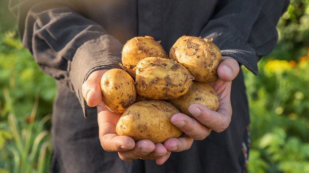 Картофель: насколько он полезен и как часто его можно есть