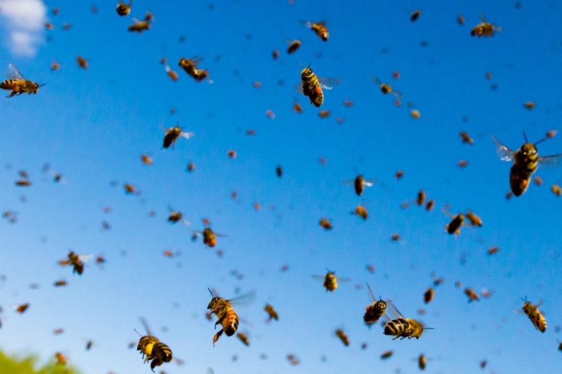 Укус пчелы: как выглядит, чем опасен и как избежать