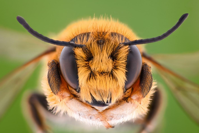 Укус пчелы: как выглядит, чем опасен и как избежать