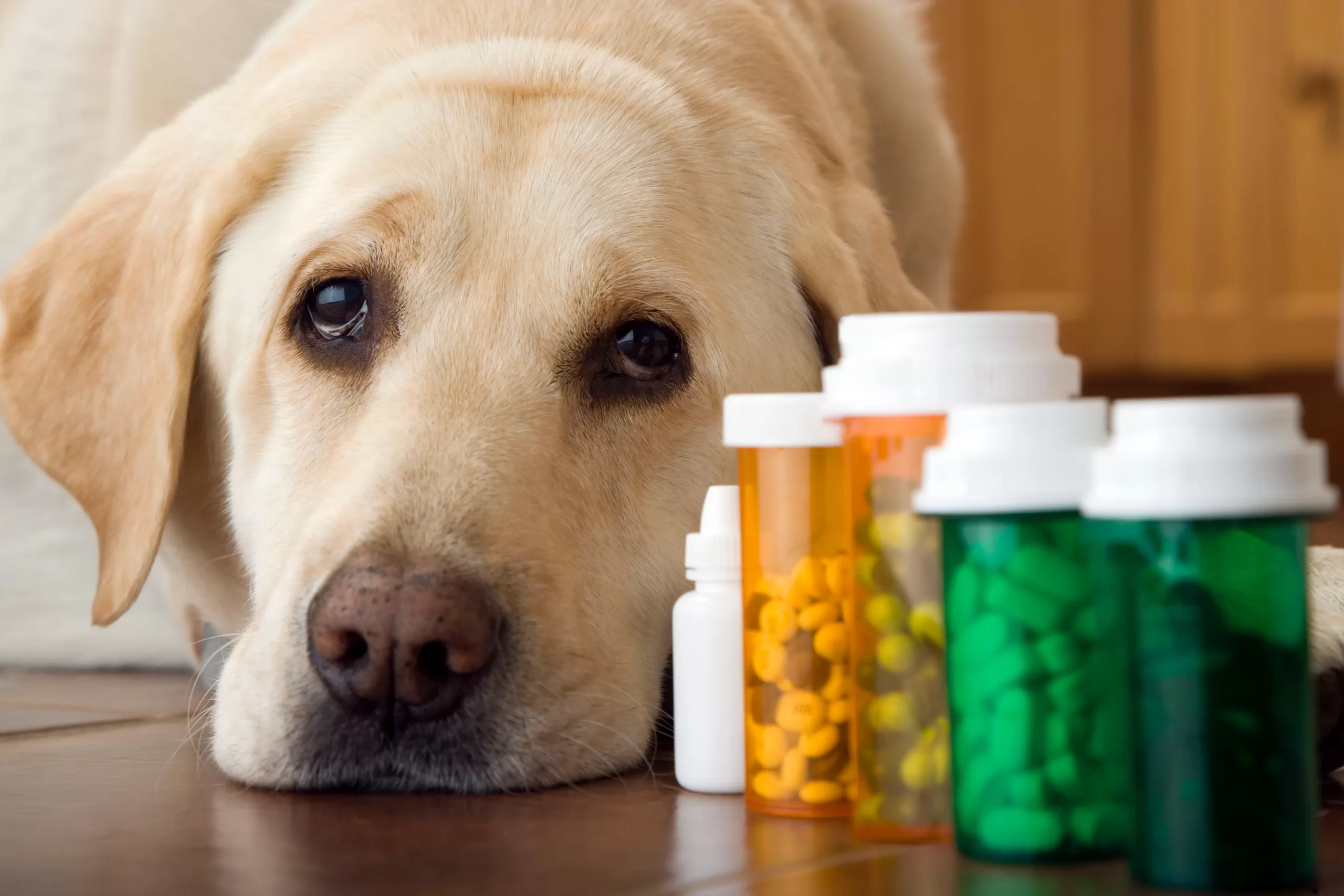 Ветеринарные препараты для кошек и собак