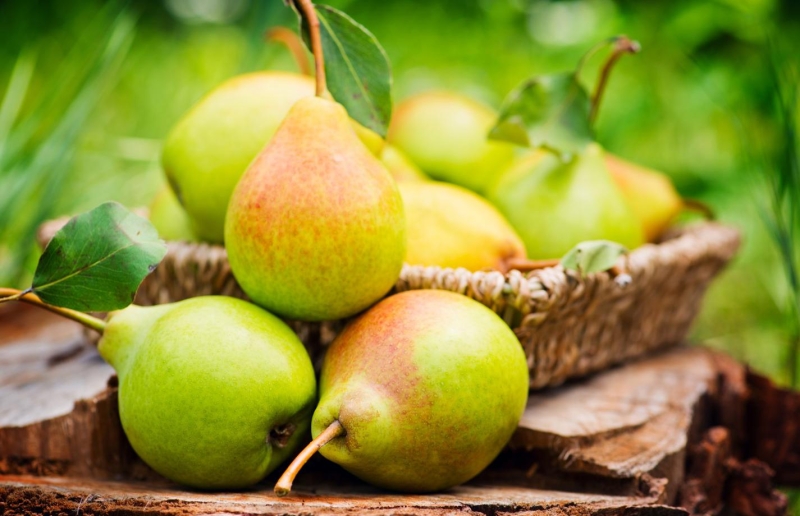 Польза груши: пять причин включить этот фрукт в свой рацион