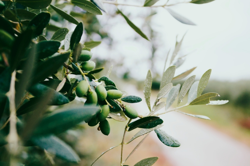 В чем польза оливкового масла: 8 свойств