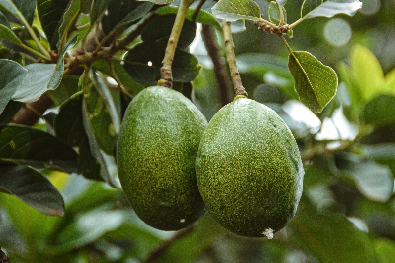 В чем польза и вред авокадо и как его есть