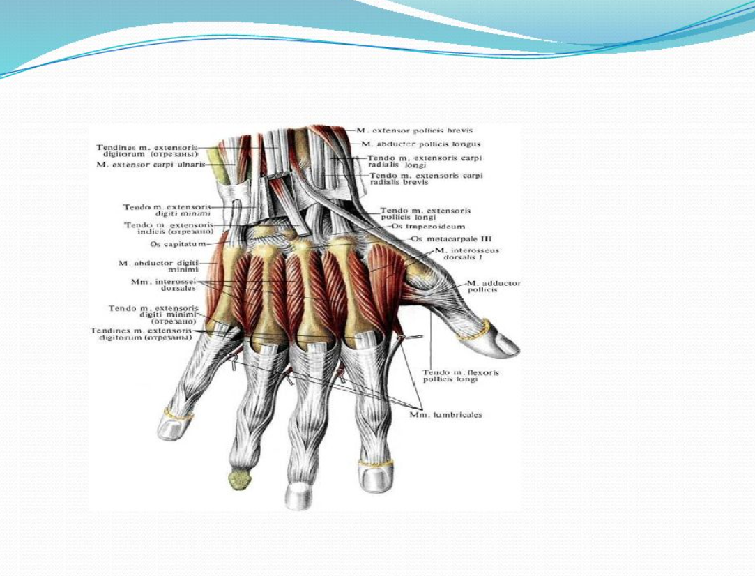 Твердая основа кисти. Топографическая анатомия и Оперативная хирургия кисти. Хирургия кисти презентация.