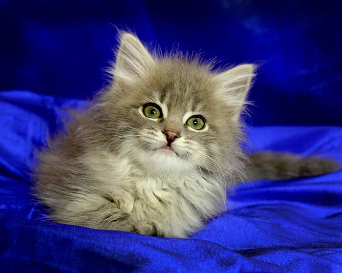 Котята сибирской кошки: очаровательные пушистики с крепким здоровьем и независимым характером