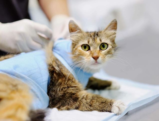 Что такое стерилизация кошек и зачем она нужна