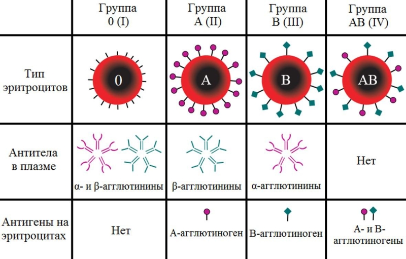 Как узнать свою группу крови: какие бывают, совместимость